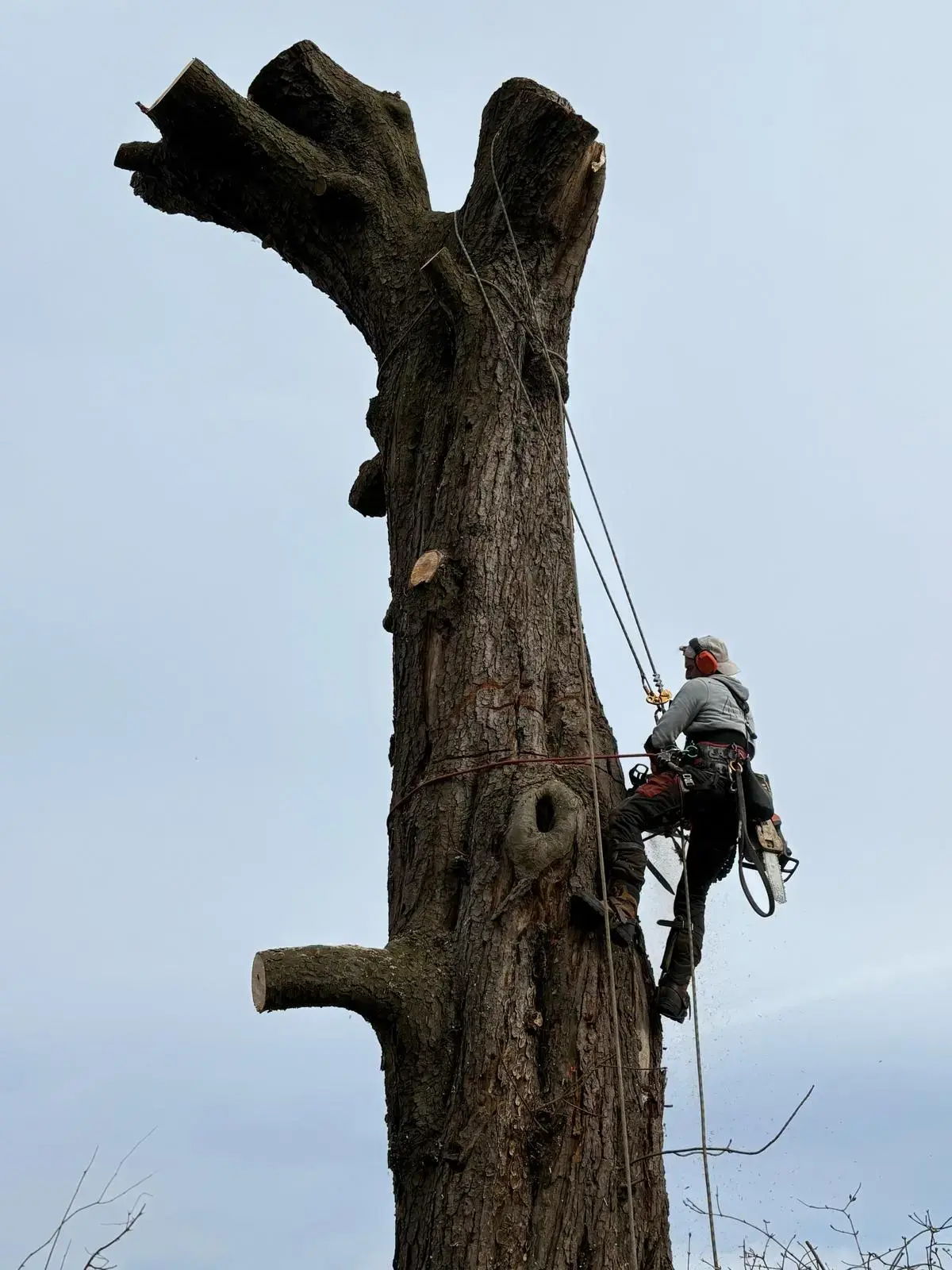 Abattage et démontage contrôlé d'un arbre