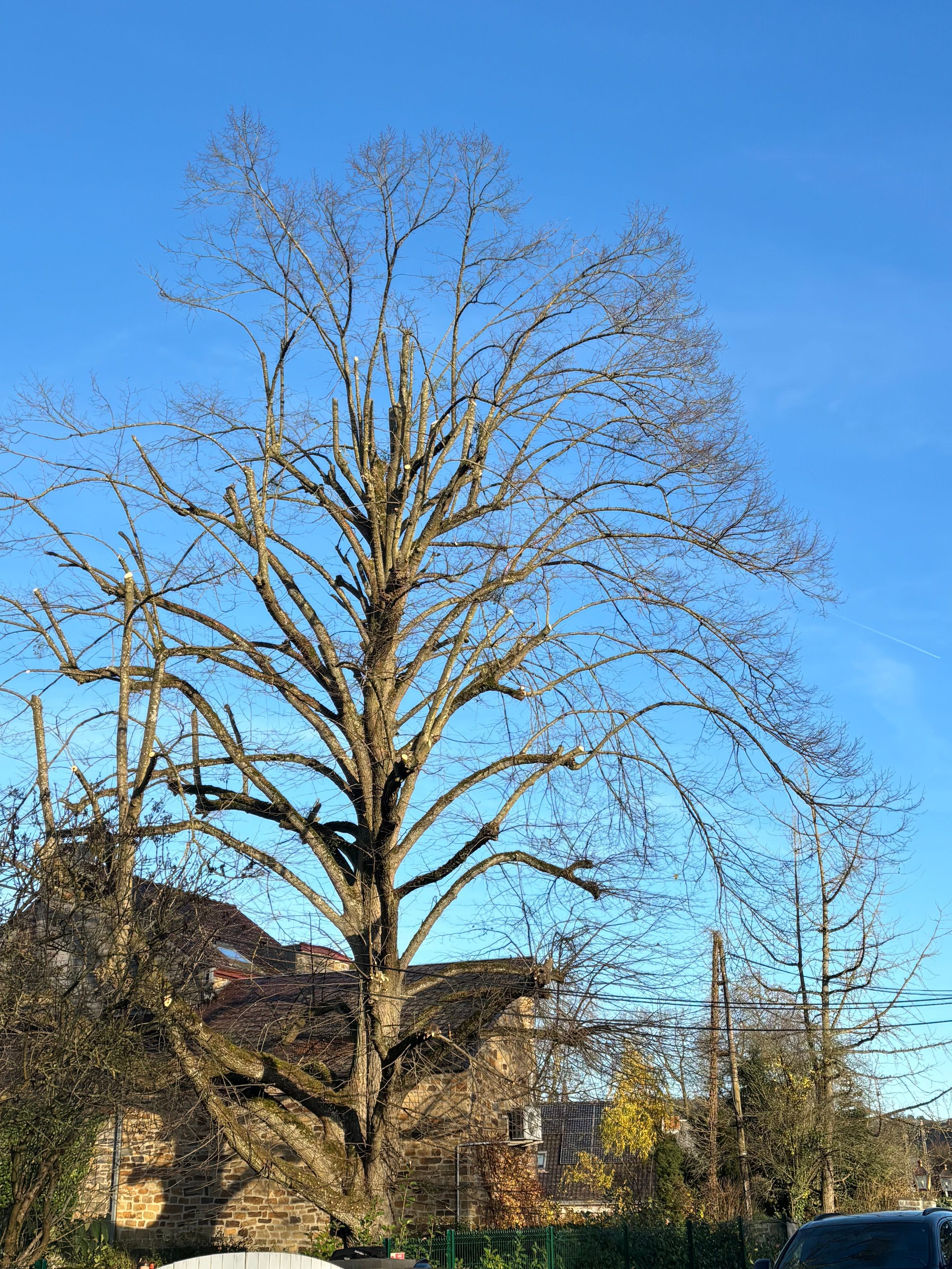 Élagage raisonné d'un arbre par Hypérion Élagage