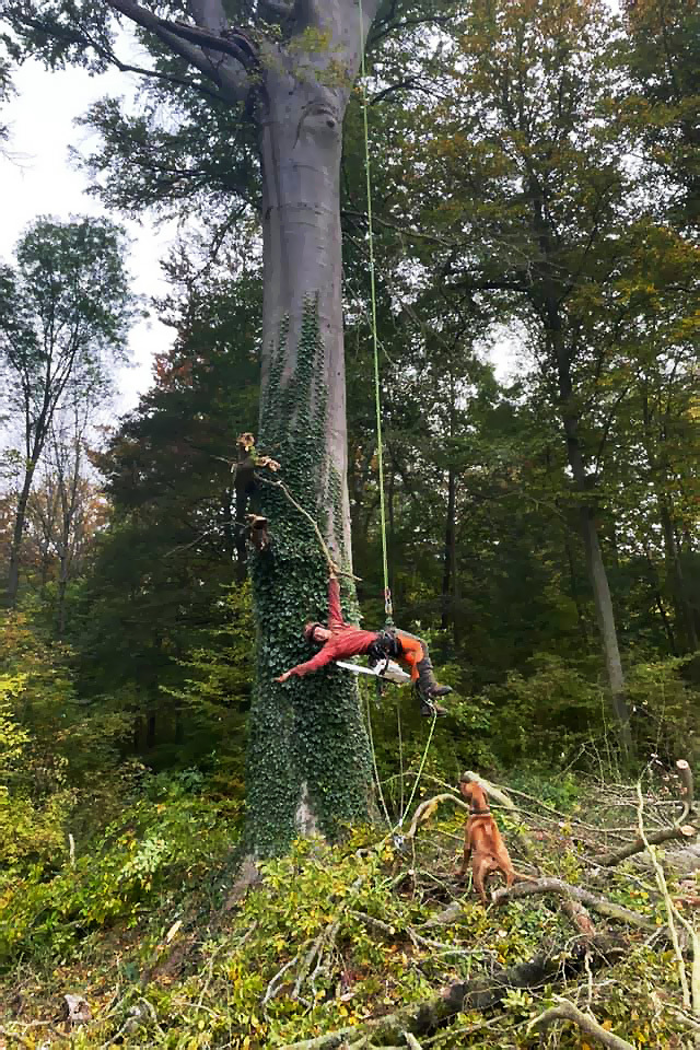 Grimpe sur un grand arbre — Province de Namur