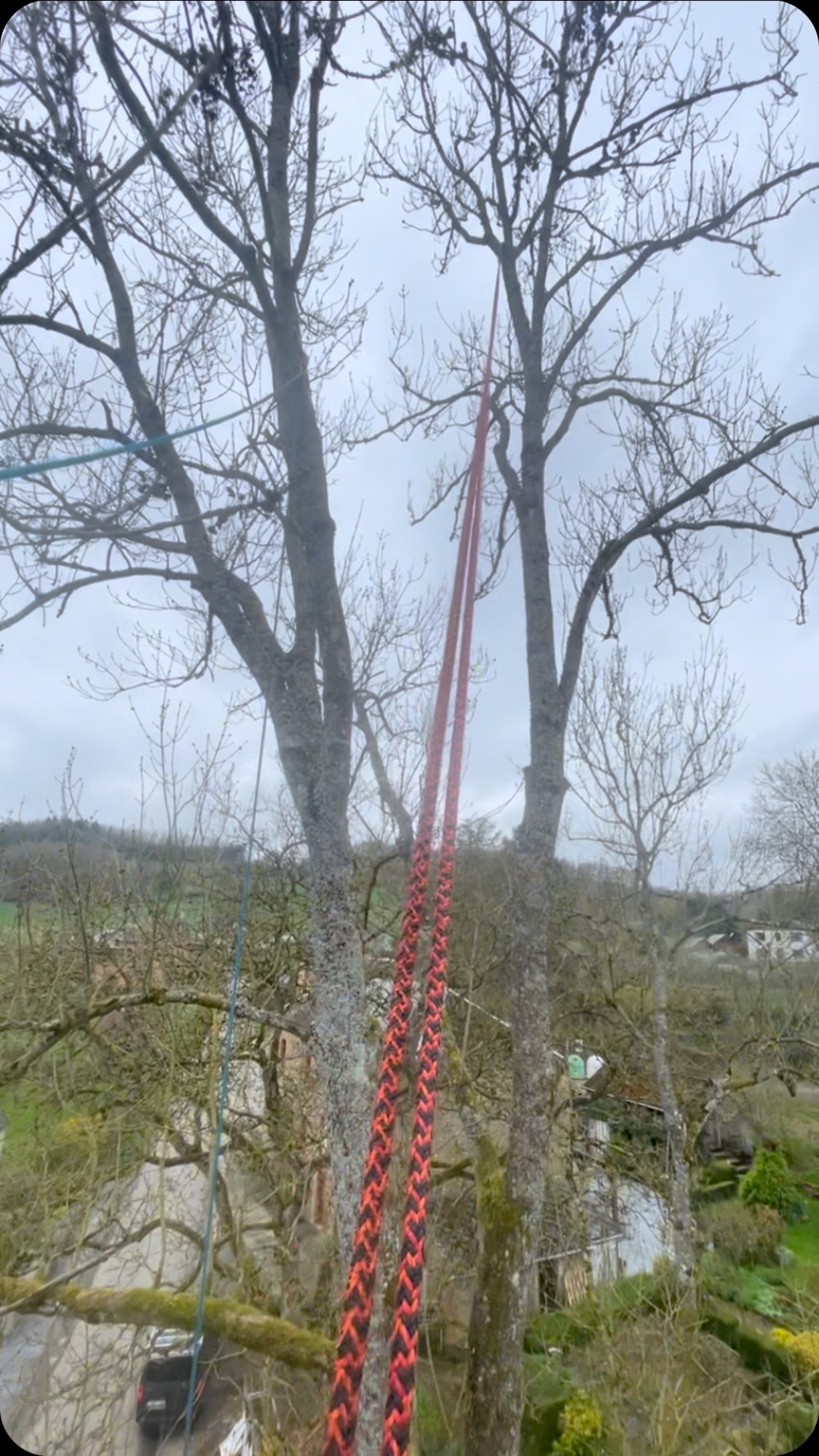 Taille de fruitiers — Province de Namur